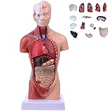 Bietet 15 abnehmbare Teile, die für den Einsatz in jedem Klassenzimmer geeignet sind.