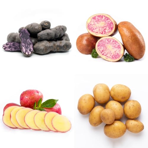 kartoffelsamen alte gemüsesorten, hochbeete für garten winterharte kübelpflanzen 60pcs