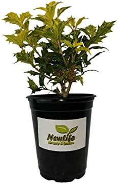 Goshiki Variegated Tea Olive (osmanthus) - Live Plant - Quart Pot