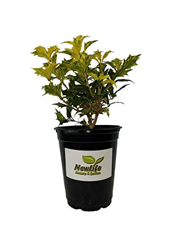 Goshiki Variegated Tea Olive (Osmanthus) - Live Plant - Quart Pot #TOP12