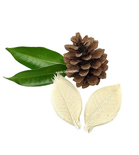 NAVA CHIANGMAI FLOWERS Rubber Tree Leaves - Pack of 100 Skeleton Leaves Decorative DIY Craft, Artificial Leaves Craft Card Scrapbook DIY Handmade Embellishment Decoration Art (Natural Color)