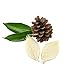 NAVA CHIANGMAI Rubber Tree Leaves - Pack of 100 Skeleton Leaves Decorative DIY Craft, Artificial Leaves Craft Card Scrapbook DIY Handmade Embellishment Decoration Art (Natural Color)