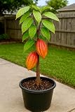 Cacao Tree FORASTERO (Theobroma Cacao) Tropical Fruit Tree 1’-2’ Tropical Plantae