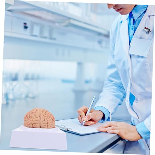Modèle de neuroanatomie ERINGOGO de haute précision avec base intégrée