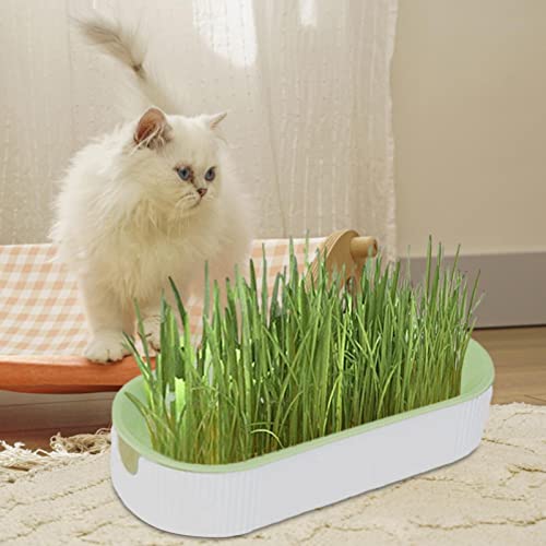 Kit de cultivo de grama para gatos – Plantador hidropônico de grama para gatos – sem sujeira, sem su
