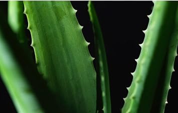 Dr. Orga Aloe Skin Soothing Gel 210ml / 7 fl oz