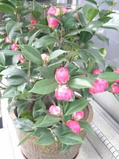 Miniatura 8 de 100 colores mezclados doble Camellia Impatiens (BalsamLady SlipperTouch Me Not) Impatiens Balsamina Flower Seeds