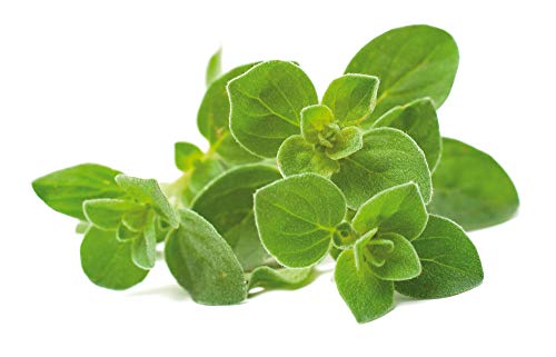 Click & Grow navulling Oregano Refill 3-Pack