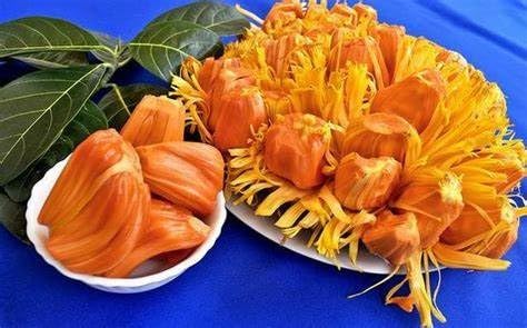 Image of HYBRID Thai Pink /Red Jackfruit Plant. 1 Live Grafted Red Jackfruit Plant Plants Tree Height 1.5-2 FT Height