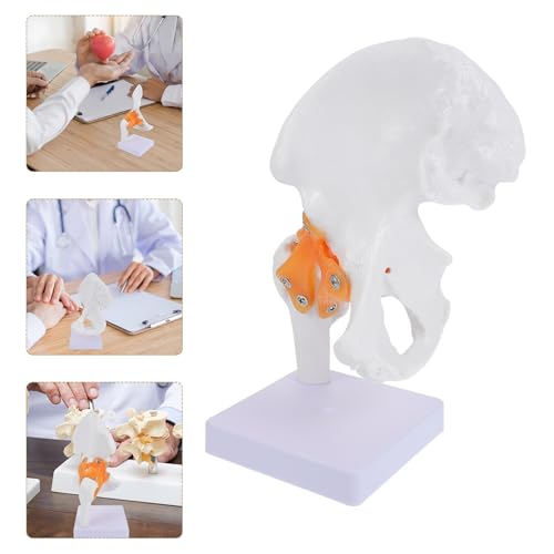 Modèle anatomique d'os de hanche PVC pour enseignement scolaire réaliste - 7
