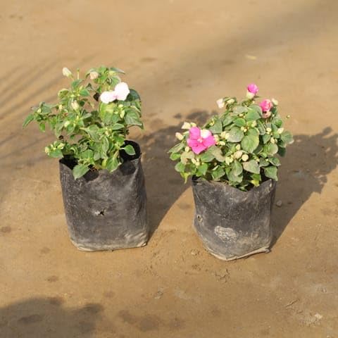 MURSHID NURSERY Best Nursery Impatients (Any Colour) in 4 Inch Plant Nursery Bag-picture-21