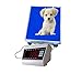 300 kg Tierarztwaage Tierarzttiere Windhunde Hundewaage Bodenwaage 400x500 (220V, 60HZ)