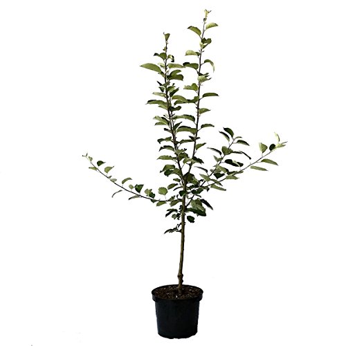 Apfelbaum Topaz (S) robust schorfresistent Apfelbaum Buschbaum 110-140 cm 7,5 Liter Topf Unterlage M9