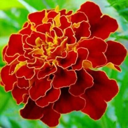 Green World MARIGOLD DBL. RED CHERRY FLOWER SEEDS FOR KITCHEN GARDENING (20 seeds) (B09LT55LL4) Amazon Price History, Amazon Price Tracker