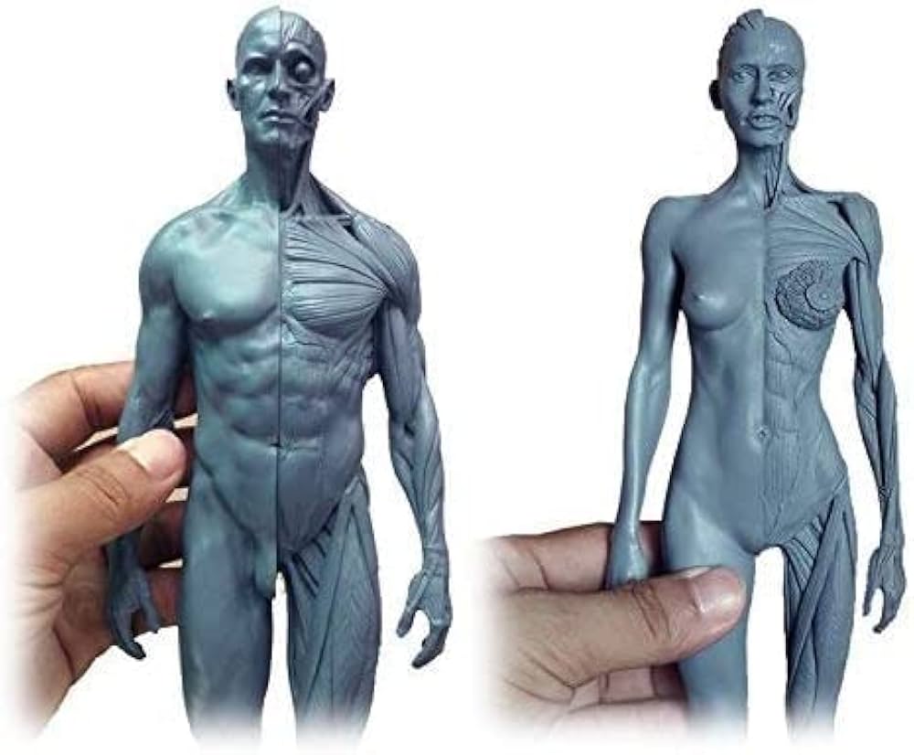 人体模型 筋肉と経絡の詳細表示 約30cm 人体模型 筋肉と経絡の詳細表示 約30cm