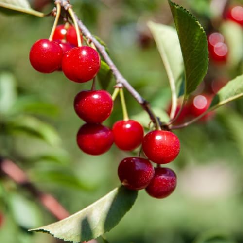 Door County Growers Put The Cherry On Top Of The Wisconsin State Fair