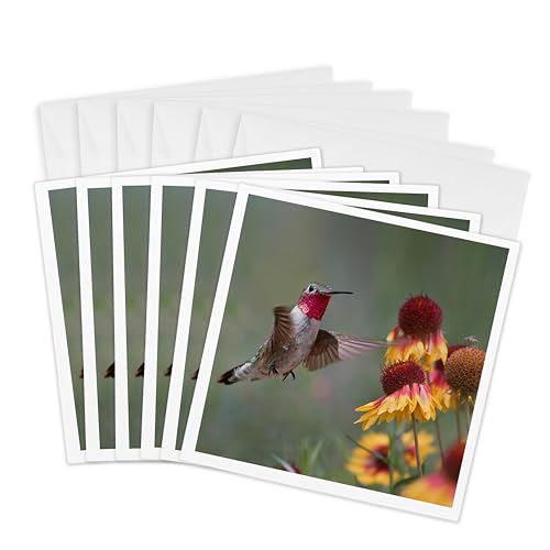 Cartes de vœux colibri du Nouveau-Mexique lot de 6 formats carrés 15x15 cm