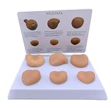 Qualité supérieure : fabriqués à partir de PVC durable et respectueux de l'environnement, ces modèles fabriqués à la main présentent des détails et une clarté exceptionnels, offrant une représentation presque réaliste pour une expérience éducative améliorée.