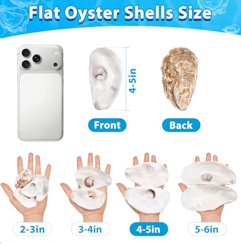 LAMIVORA 30Pcs Large Flat Oyster Shells for Crafts 4-5 Inch by LAMIVORA - Used condition - Image 5