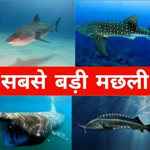 ये है दुनिया का सबसे बड़ा जानवर, एक बार में खा जाता है कई हजार मछलियां, 33 हाथियों के बराबर है इसका
