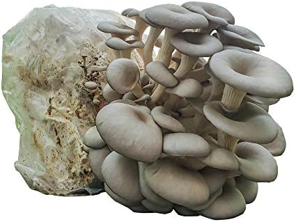 Grow Your Own Mushrooms Kit - Colonized Blue Oyster Mushrooms - Indoor Grow Kit - Up to 4lbs