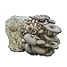 Grow Your Own Mushrooms Kit - Colonized Blue Oyster Mushrooms - Indoor Grow Kit - Up to 4lbs