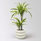 Duftender Drachenbaum 'Lemon Lime', Topf-Ø 17 cm, 2er Tuff, inkl. Topf Byron