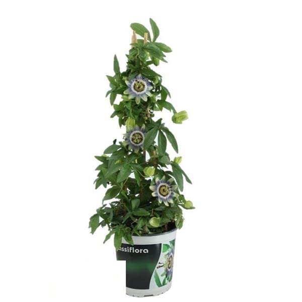 DECOALIVE Flor Pasión Planta Ideal para Terraza y Jardín