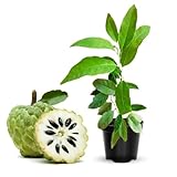 Sweet Sugar Apple Plant Live Potted, 9 Months Old, 7-12 Inch Tall from Bottom Pot, Annona Squamosa Sugar Apple Fruit Tree Live Plant