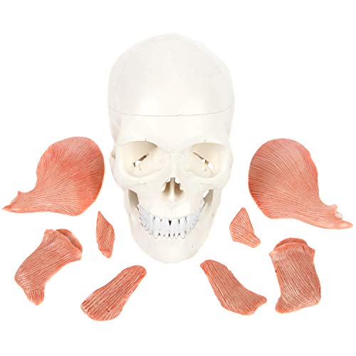 Axis Scientific 3-Part Human Skull Model With Masticatory Muscles, Life Size Skull Cast From Real Human Bones Shows Range Of Motion Of Jaw #TOP1