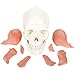 3-Part Human Skull Model with Masticatory Muscles, Life Size Anatomical Skull Cast from Real Human Bones Shows Range of Motion of Jaw, Made by Axis Scientific
