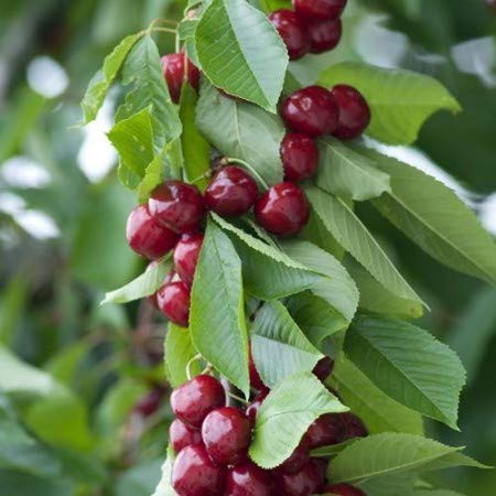 M-Tech Gardens rare Dwarf Cherry Fruit Container Grown Cherry Seeds for Growing (10 Seeds Pack)