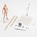 Body Kun DX Set Male & Female Body Color Action Figure Variable Doll PVC Figures Model for SHF S H Figuarts Body Chan