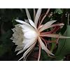 Two Queen of Night Orchid Cactus Epiphyllum Oxypetalum (White) cuttings+ Gift Small Rosy Swirl Cutting