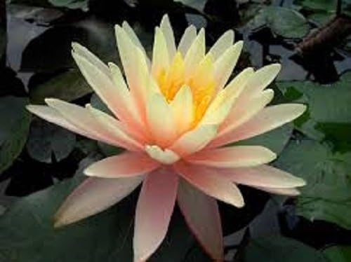 Ninfea 'Sunny Pink' – Pianta Acquatica Viva a Radice Nuda Fiore Rosa con Riflessi Giallo Albicocca – Per Laghetti, Stagni e Vasche – Fioritura Estiva – Coltivata in Italia