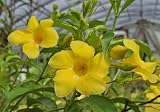 Golden Butterfly Allamanda, 2 Pack Live Plants, 5-9" Tall - Brilliant Yellow Trumpet Flowers, Tropical Vine, Attracts Butterflies, Hardy Zones 9-11, Indoor/Outdoor