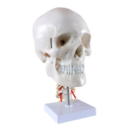 Skelett24 S24.2141 – Human Skull – Educational Anatomical Model – 4 Pieces With Neck Spine #TOP1