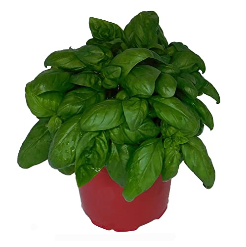 Planta de Albahaca PREMIUM - Planta Natural para Cocinar - Hierbas Provenzales Naturales para Huerto Urbano