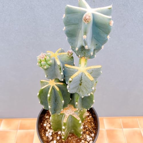 柱サボテン 鬼面角」の人気商品一覧 | 安い商品を通販サイトから探す