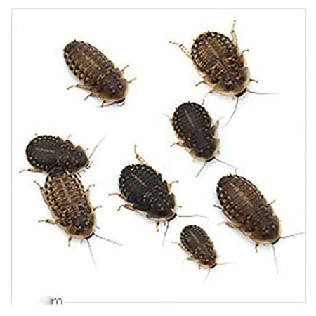 Amazon 生餌 デュビア アルゼンチンモリゴキブリ mサイズ 30匹 爬虫類 大型魚 餌 エサ フード 通販 Amazon 生餌 デュビア アルゼンチンモリゴキブリ mサイズ 30匹 爬虫類 大型魚 餌 エサ フード 通販