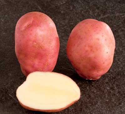 Sunset Organic Seed Potatoes, Main Crop Variety.X10 Tubers for Planting. Grow Your Own Vegetables.
