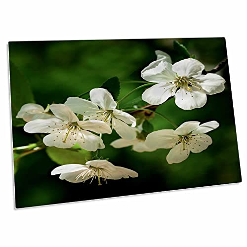 3dRose Pad de escritorio con flores de cerezo blancas miniatura 1