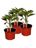 jeweils im 12 cm Topf Roter Paprika im 3er Set, 3 rote Paprikapflanzen im Topf, Marktfrische Paprika Pflanze!