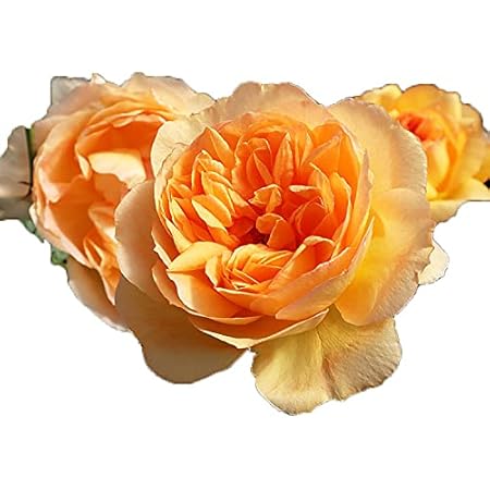 Amazon Co Jp バラ苗 フロンティア 新苗植え替え7号専用角鉢入 オレンジ系 Rose For You 購入特典 ぼかし肥料1kg付き Diy 工具 ガーデン