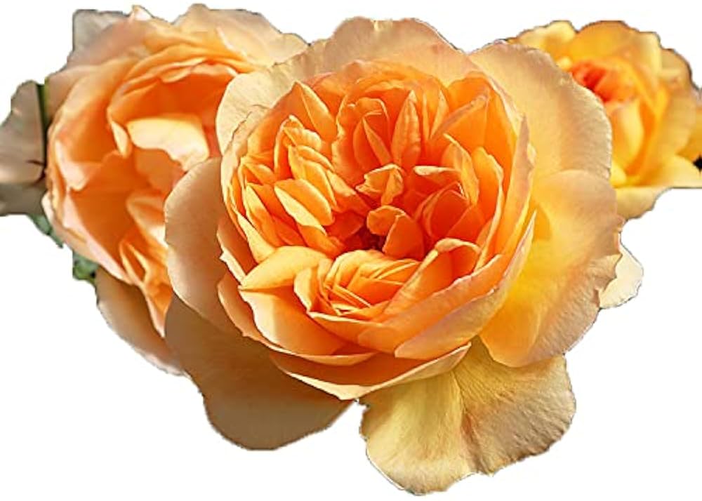 Amazon.co.jp: バラ苗 【フロンティア】 (新苗) ハイブリッドティー Amazon.co.jp: バラ苗 【フロンティア】 (新苗) ハイブリッドティー