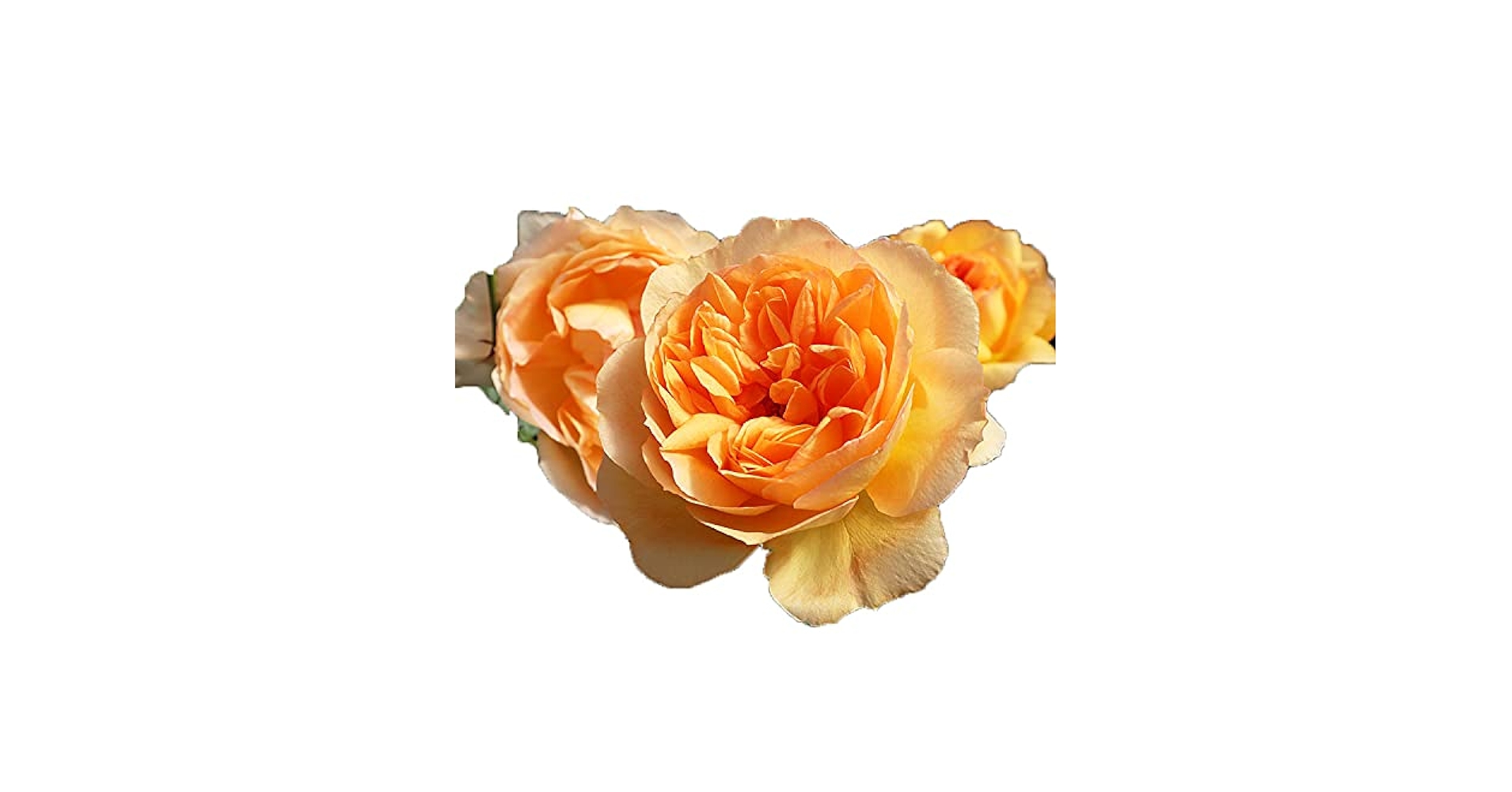 ドイリー1128❤️オレンジグラデーション大輪薔薇の花園ドイリー✨ ドイリー1128❤️オレンジグラデーション大輪薔薇の花園ドイリー