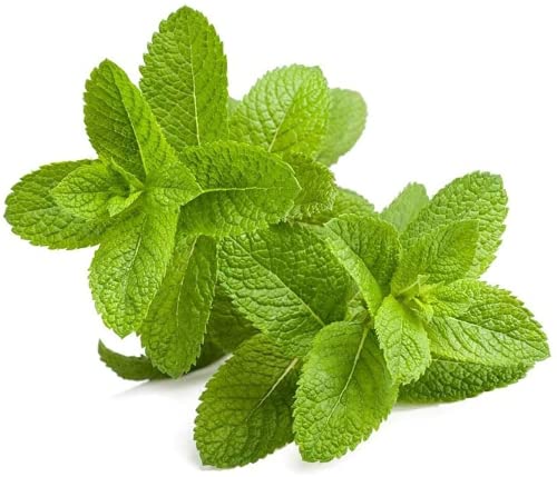 500 pièces Menthe poivrée Citron Menthe Menthe des montagnes Réglisse et graines de menthe régulières Parfait pour les jardins intérieurs ou extérieurs Faites votre propre thé à la menthe