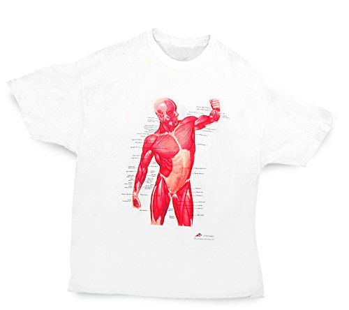 Image of 3B Scientific W41014 T-Shirt, Musculature, Large