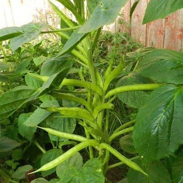Guar Pusa Nova - Desi Vegetable Seeds - Pack Of 50 (B0CKRQQ84G) Amazon Price History, Amazon Price Tracker
