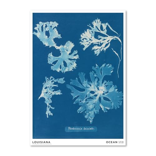 �f���}�[�N ���C�W�A�i�ߑ���p�� �|�X�^�[ Anna Atkins ? Rhodomenia laciniata A2 42×59.4cm